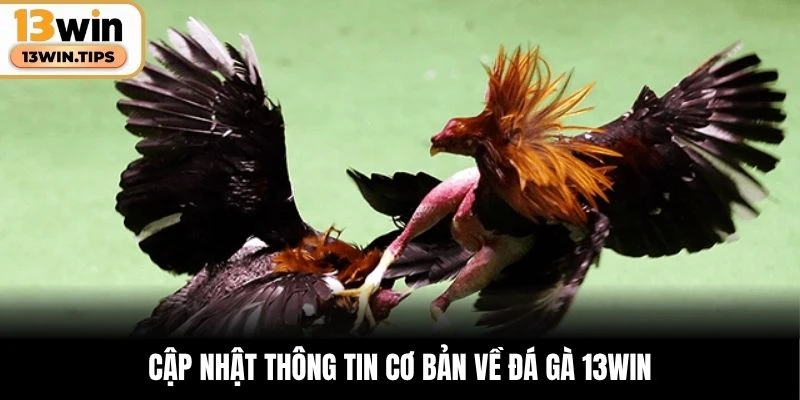 Đá Gà 13WIN – Trận Địa Cược Đầy Máu Lửa Cho Dân Chuyên 4 Cập nhật thông tin cơ bản về đá gà 13WIN