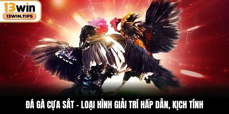Đá Gà 13WIN – Trận Địa Cược Đầy Máu Lửa Cho Dân Chuyên 5 Đá gà cựa sắt - Loại hình giải trí hấp dẫn, kịch tính