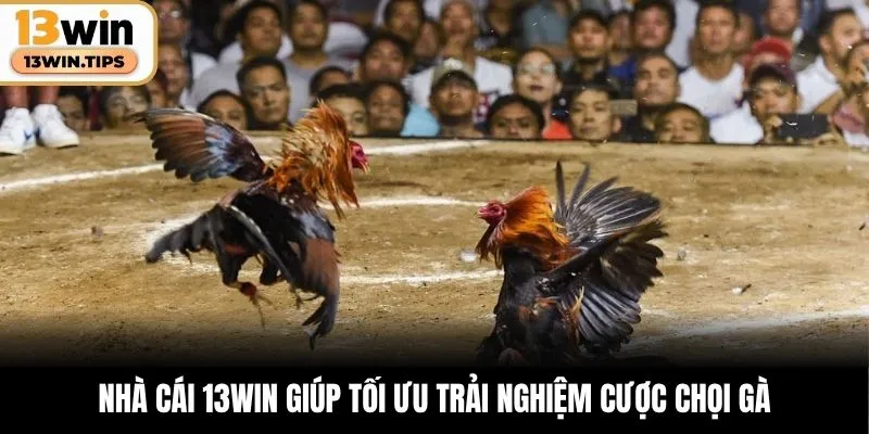 Đá Gà 13WIN – Trận Địa Cược Đầy Máu Lửa Cho Dân Chuyên 6 Nhà cái 13WIN giúp tối ưu trải nghiệm cược chọi gà